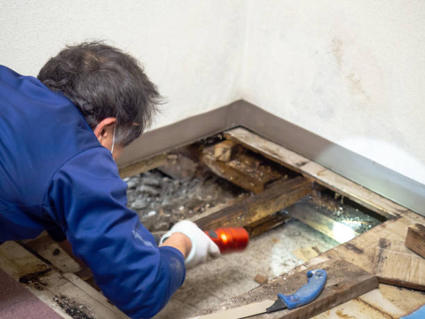 Best Industrial Mold Remediation in Hawley, MN
