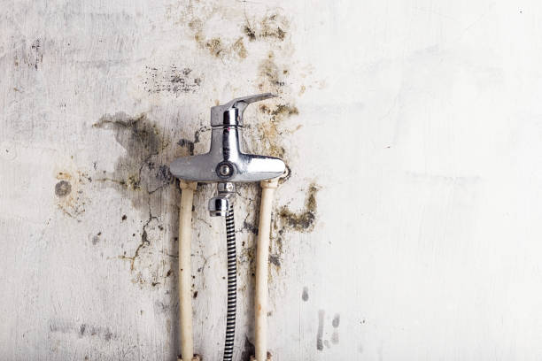 Best Localized Mold Remediation (e.g., coastal areas, humid climates) in Hawley, MN