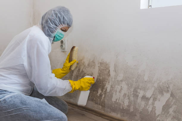 Best Post-Flood Mold Remediation in Hawley, MN