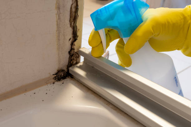 Best Health and Safety Mold Remediation in Hawley, MN