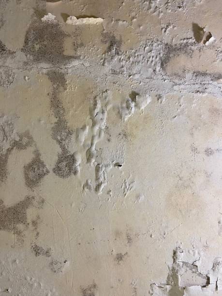 Best Mold Remediation for Schools in Hawley, MN